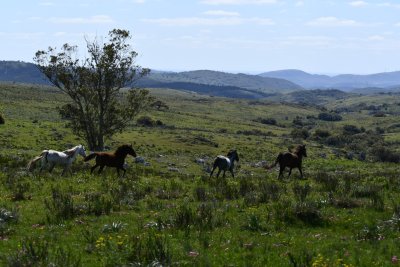 Campo en Venta en Minas, Lavalleja