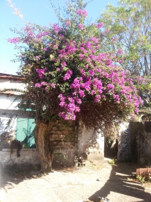 Casa en Venta en Todas las Zonas, Constitución, Salto