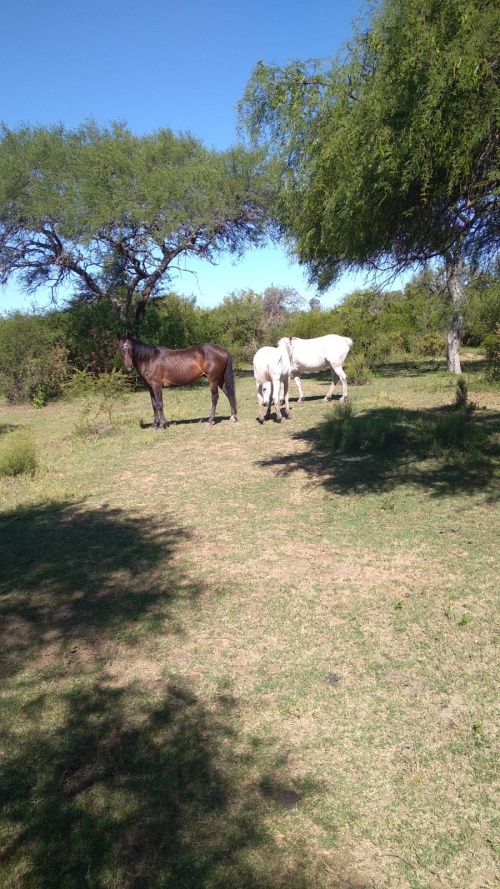 Chacras y Quintas en Venta en Fray Bentos, Río Negro