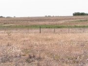 Campo / Chacra en Venta en Cardona, Soriano