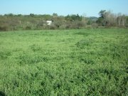 Campo / Chacra en Venta en Mercedes, Soriano