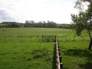 Campo / Chacra en Venta en Mercedes, Soriano