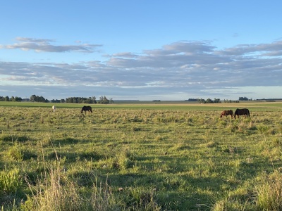 Campos y Chacras en Venta en Paraje Cuadra - 5ta. Sec., Durazno