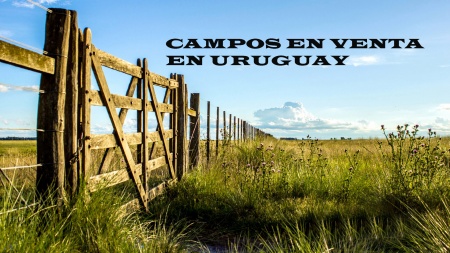 Campos y Chacras en Venta en Paysandú, Paysandú