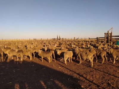 Campo en Venta en Artigas, Artigas