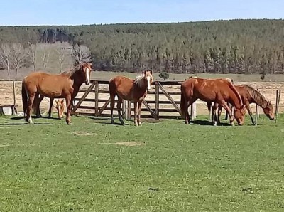 Campo en Venta en Piedras Coloradas, Paysandú