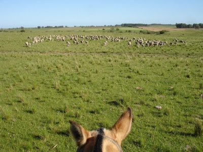 Campo en Venta en Arapey Grande, Salto