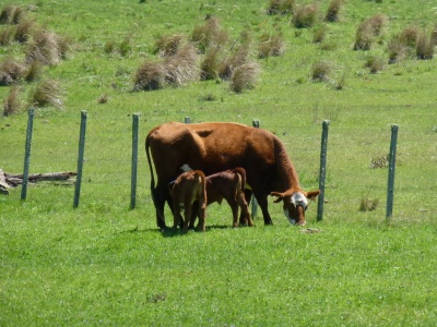 Campo en Venta en Paysandú, Paysandú
