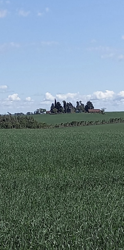 Campo en Venta en Bequelo, Mercedes, Soriano