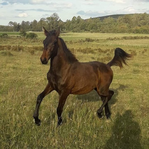 Campo / Chacra en Venta en San Carlos