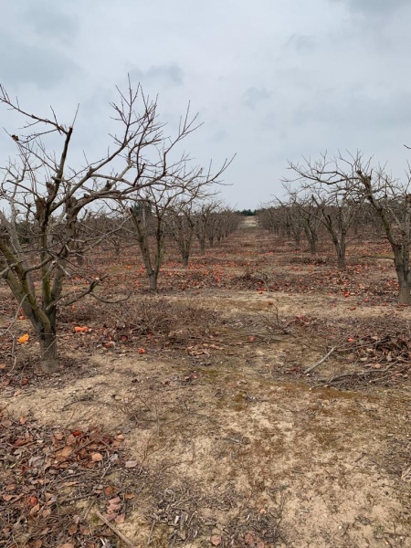 Terreno Rústico en Venta en Carcaixent, Comunidad Valenciana