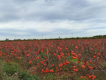 Terrenos y parcelas en Venta en Guadasuar, Comunidad Valenciana