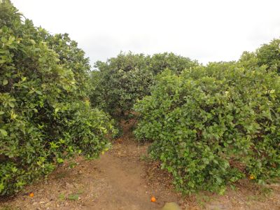 Terrenos y parcelas en Venta en Polinya, Comunidad Valenciana