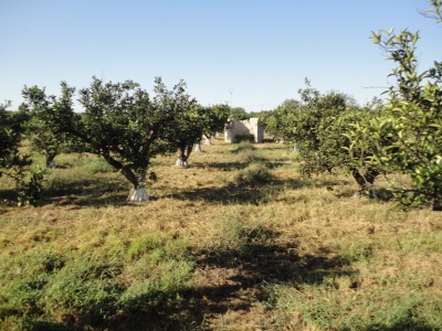 Terrenos y parcelas en Venta en Carcaixent, Comunidad Valenciana