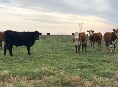 Campo / Chacra en Venta en Tacuarembó, Tacuarembó