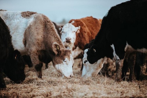 Campos y Chacras en Venta en Fraile Muerto, Cerro Largo