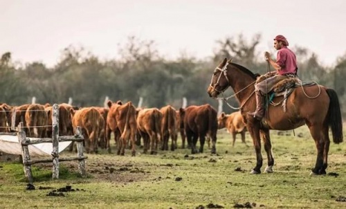 Campos y Chacras en Venta en Salto, Salto