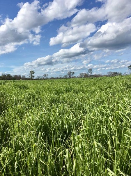 Campos y Chacras en Venta en General José María Bruguez, Presidente Hayes