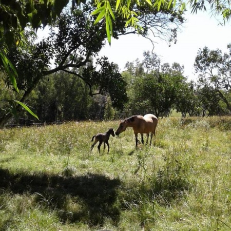 Campo / Chacra en Venta en Melo, Cerro Largo