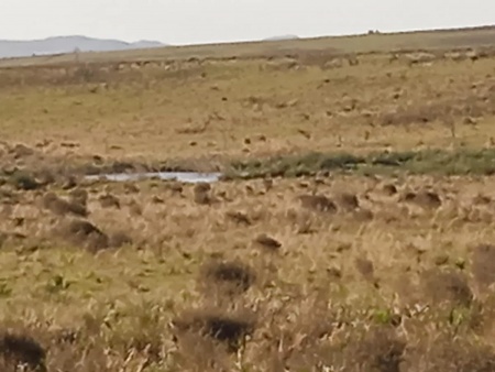 Campo / Chacra en Venta en San Carlos, Maldonado