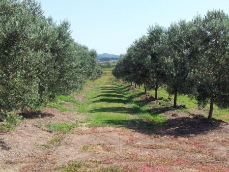 Campos y Chacras en Venta en Pan de Azúcar, Maldonado