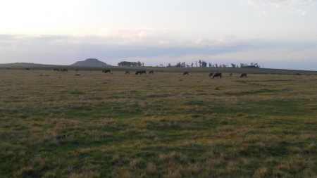 Campos y Chacras en Venta en Minas de Corrales, Rivera