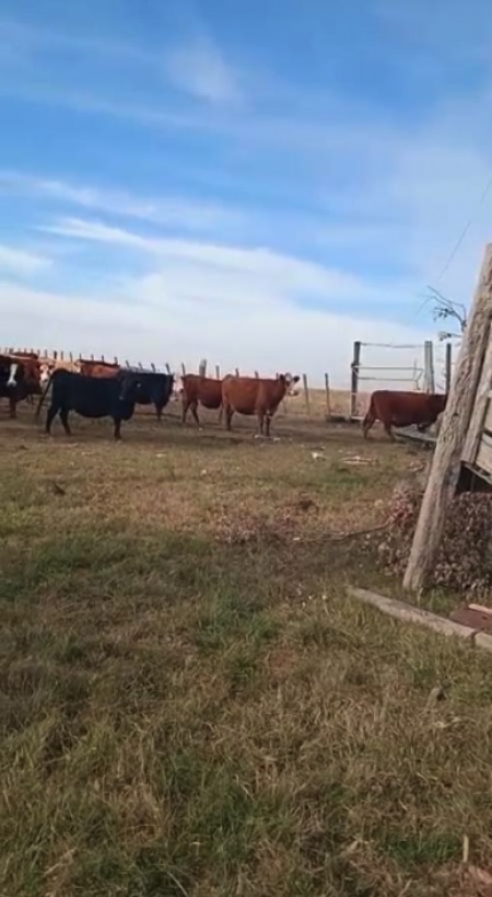 Campo / Chacra en Venta en Treinta y Tres, Treinta y Tres