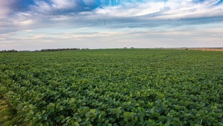 Campo / Chacra en Venta en Rodriguez, San José