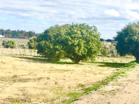 Terreno en Venta en Durazno , Durazno