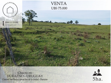 Campo / Chacra en Venta en Camino San Borja, Durazno , Durazno