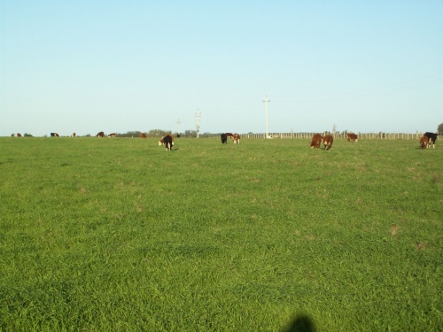 Campos y Chacras en Venta en Punta del Este, Maldonado