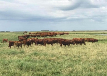 Campos y Chacras en Venta en Tacuarembó, Tacuarembó