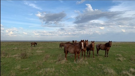 Campo / Chacra en Venta en Artigas, Artigas