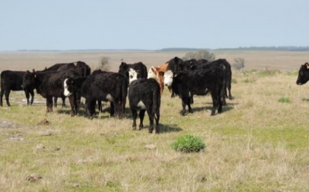 Campo / Chacra en Venta en Grecco, Río Negro