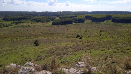 Campos y Chacras en Venta en Balneario Iporá, Tacuarembó