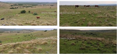 Campo en Venta, Alquiler en Tacuarembó, Tacuarembó