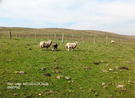 Campos y Chacras en Venta en Cerros de Vera, Salto