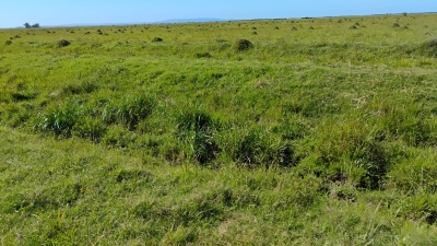 Campo / Chacra en Venta en Salto, Salto