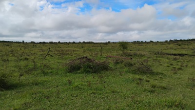 Campo / Chacra en Venta en Salto, Salto
