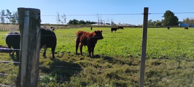 Chacra en Venta en Belén, Salto