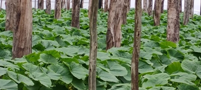 Chacra en Venta en Belén, Salto
