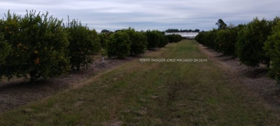 Chacra en Venta en Salto, Salto