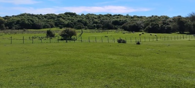 Campo en Venta en Masoller, Rivera