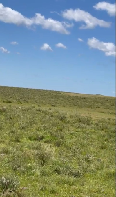 Campo en Alquiler en Tacuarembó, Tacuarembó