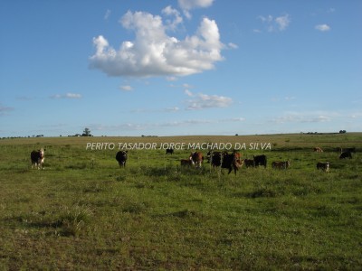 Campo en Alquiler en Tacuarembó, Tacuarembó