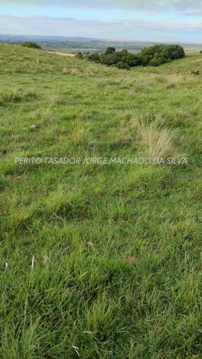 Campos y Chacras en Venta en Tacuarembó, Tacuarembó