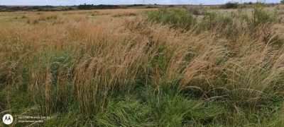 Campo en Venta en Artigas, Artigas