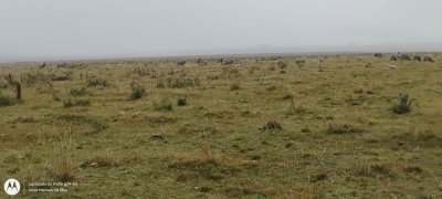 Campos y Chacras en Venta en Salto, Salto