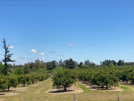 Campo / Chacra en Venta en Termas del Dayman, Salto, Salto