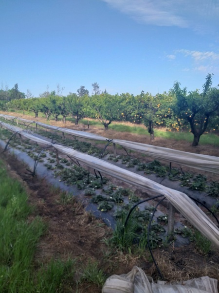 Campos y Chacras en Venta en Salto Grande, Salto